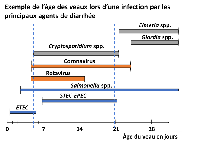 Exemple de l'âge des veaux lors d'une infection par les principaux agents de diarrhée