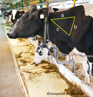 Zone d'injection à privilégier : le cou