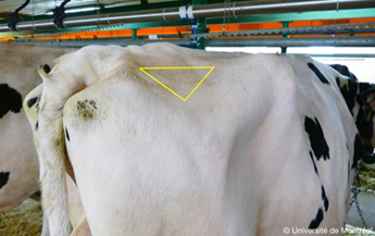 Site d'injection : croupe