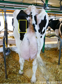 Site d'injection : derrière la cuisse