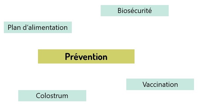 La prévention est au coeur de la gestion des diarrhées chez les veaux